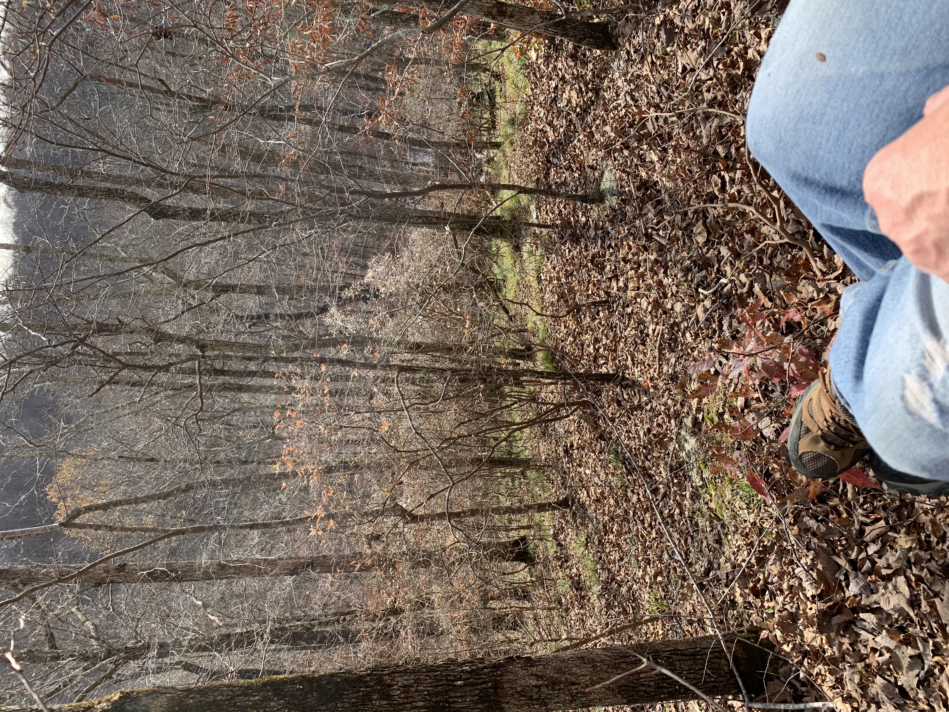 overlooking the creek valley