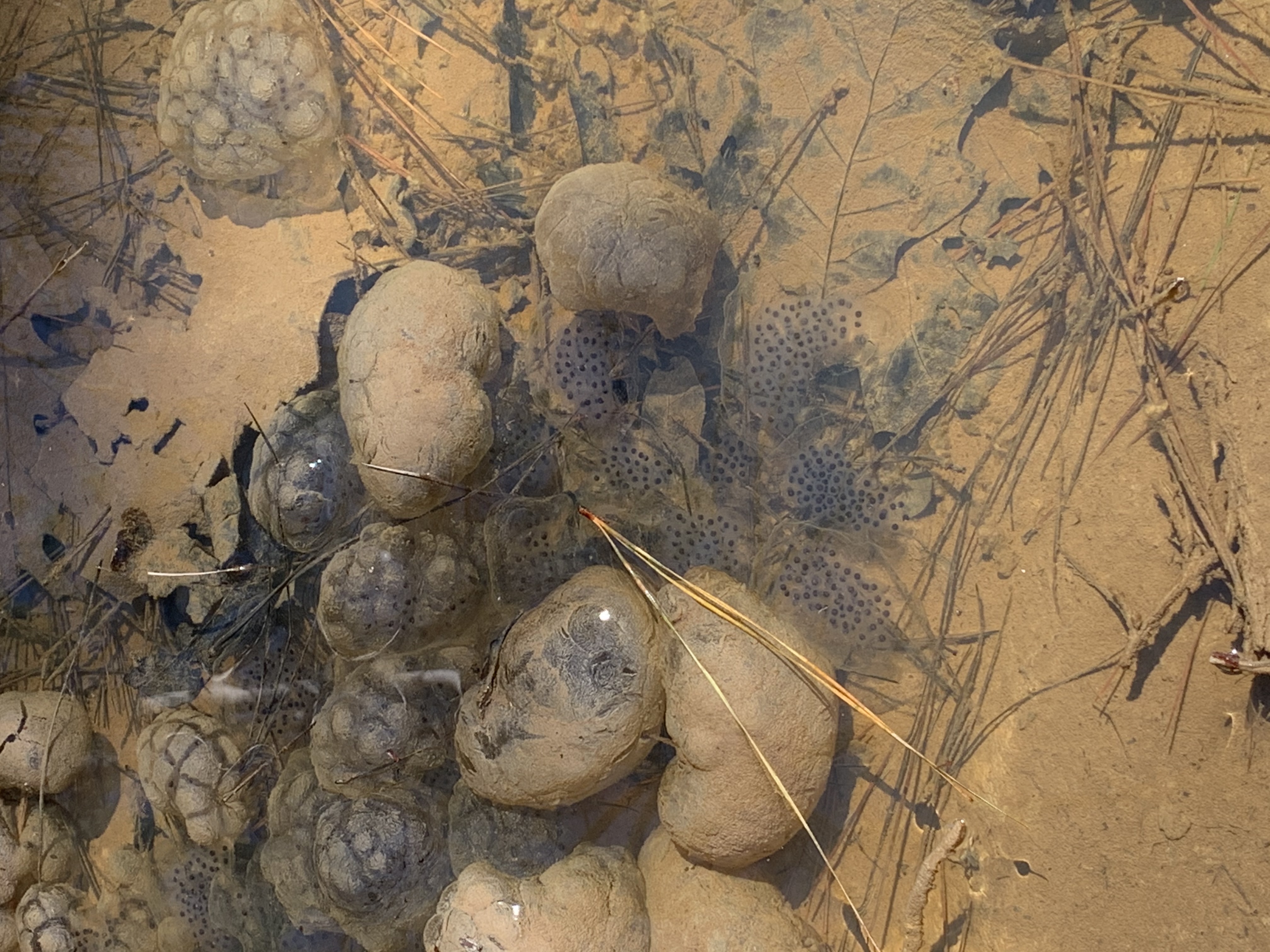 Frog Eggs